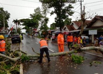Pohon tumbang dan mencelakai pengendara banyak terjadi di sejumlah wilayah. (LAMPUNG POST)
