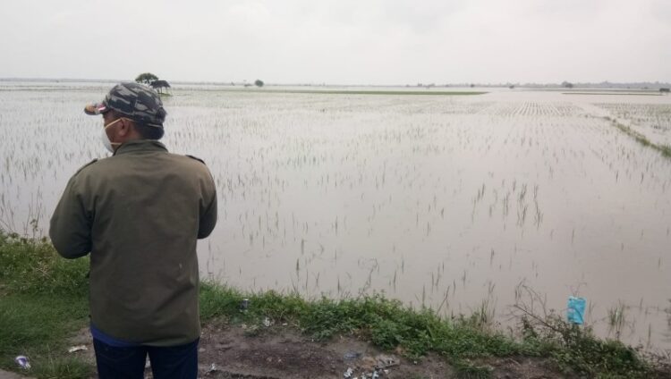 Tanaman Padi Terancam Puso Terus Bertambah