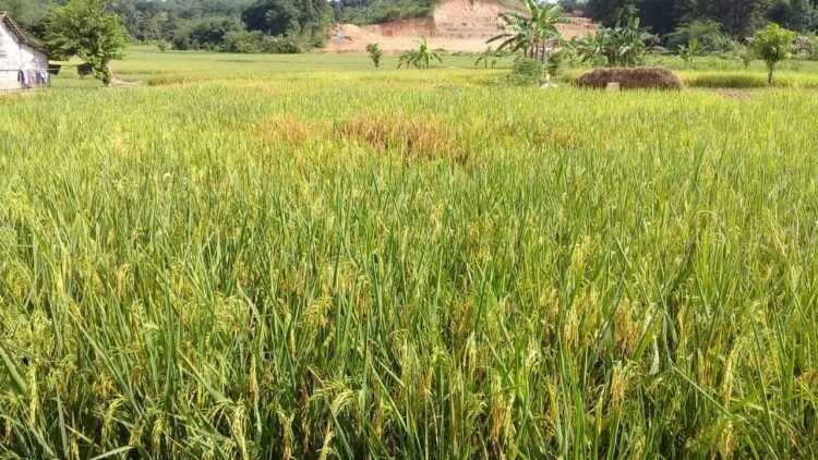 Padi Gaga Solusi Bertani di Lahan Kering