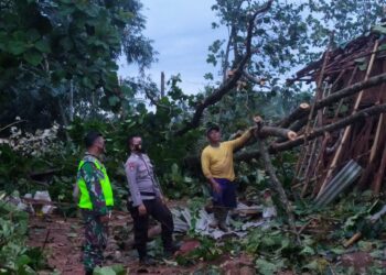 Dua Rumah Rusak Tertimpa Pohon Tumbang