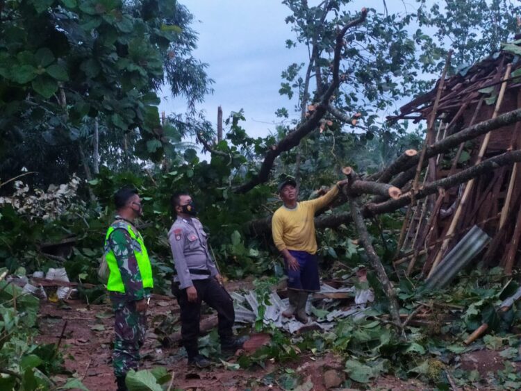 Dua Rumah Rusak Tertimpa Pohon Tumbang