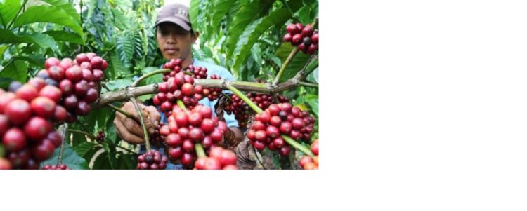 Terhitung mulai Januari, ekspor kopi oleh PPI akan dilakukan secara reguler ke Mesir sampai akhir 2022 sebanyak 3.000 ton.