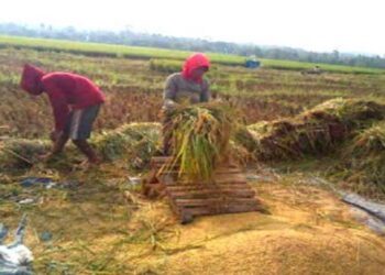 Pemerintah Diminta Mengevaluasi Besaran HPP Gabah