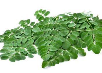 Manfaat daun kelor. (DOK)