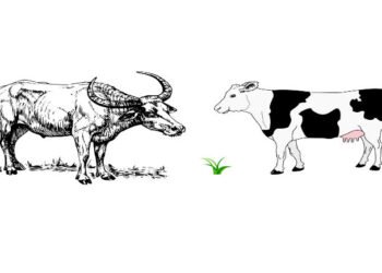 Kisah sapi dan kerbau. (Ilustrasi)