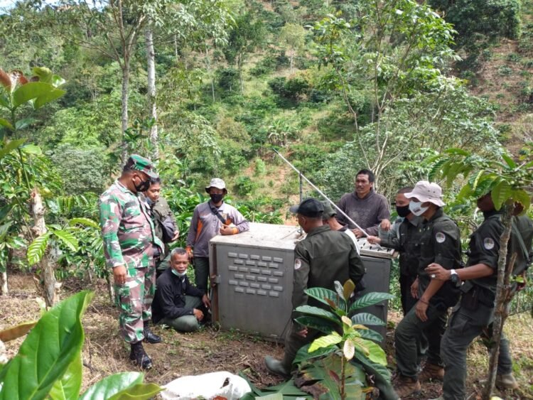 beruang madu
