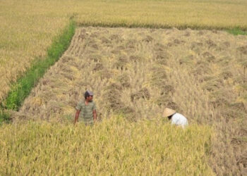Program Peternakan BUMDesma Dukung Pangan Nasional