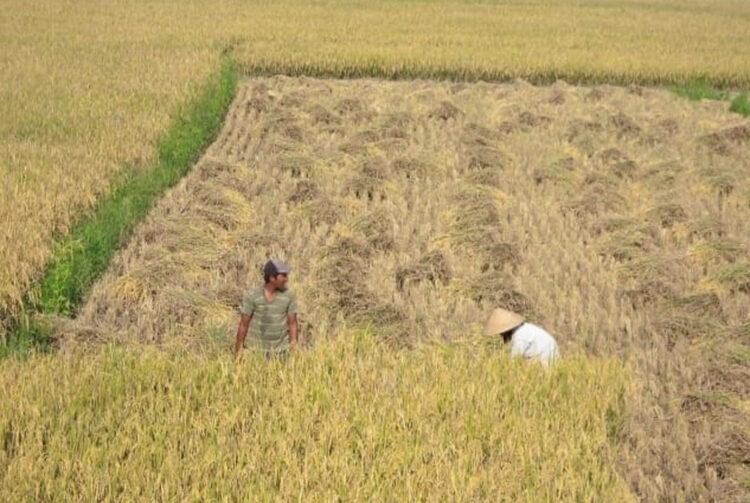 Program Peternakan BUMDesma Dukung Pangan Nasional