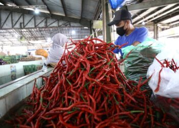 Usai Lebaran Harga Cabai Merah Anjlok