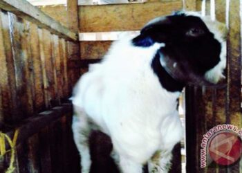 (Dok. ANTARA News Lampung)