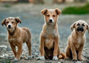 Anjing dan Rasa Cemburu