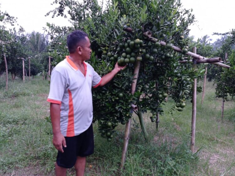 wisata desa kebun jeruk