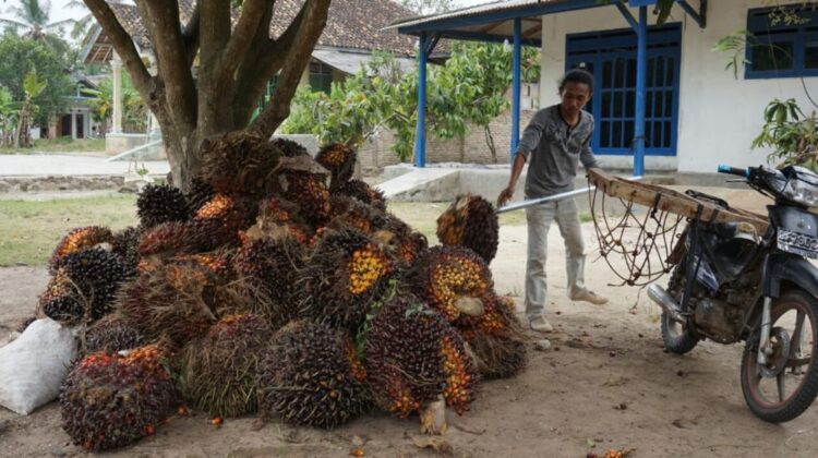 kenaikan harga sawit