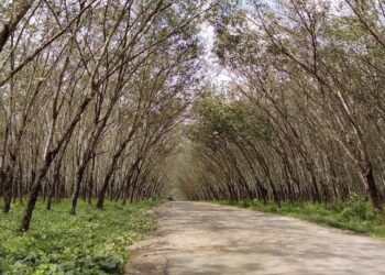Penebang Pohon Jati Terancam 7 Tahun Penjara