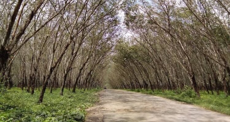Penebang Pohon Jati Terancam 7 Tahun Penjara