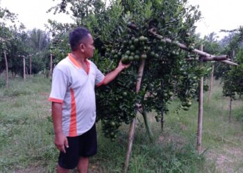 AGROWISATA JERUK. Lokasi kebun jeruk di Relungmulya, Natar, Lampung Selatan, menjadi destinasi wisata yang bisa dikunjungi warga untuk menikmati perkebunan sambil mencicipi buah jeruk yang manis dan segar. (LAMPUNG POST/FEBI HERUMANIKA)