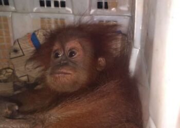 Dua Orang Utan Direhabilitasi di Jambi