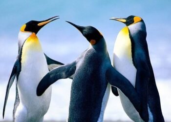 Persahabatan 3 penguin. (ILUSTRASI)