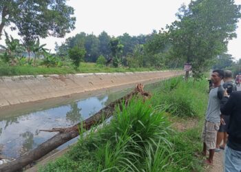 BALAI Besar Wilayah Sungai (BBWS) Mesuji-Sekampung melakukan langkah-langkah antisipasi untuk menjaga kelancaran irigasi di musim kering.Dok/LampungPost.id