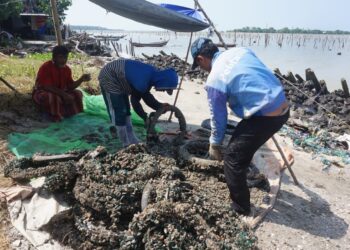 PANEN KERANG HIJAU. Warga tengah memanen kerang hijau di Desa Legundi, Kecamatan Ketapang, Lampung Selatan, Senin (7/6). Pembudi daya panen setelah lima atau enam bulan dengan keuntungan tiga kali lipat dari modal. LAMPUNG POST/RUSTAM EFENDI