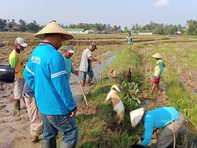 GEROPYOKAN. Anggota Gapoktan Gapoktan Usaha Maju, Kelurahan Margodadi, Kecamatan Metro Selatan, saat melakukan geropyokan di areal persawahan setempat. Dinas Ketahanan Pangan Pertanian dan Perikanan (DKP3) Metro melakukan gerakan pengendalian (gerdal) hama tikus dengan metode geropyokan untuk meminimalkan kerugian petani. LAMPUNG POST/BAMBANG PAMUNGKAS