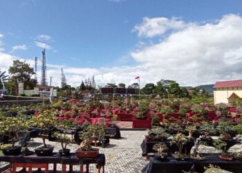 719 Bonsai Dipamerkan di KRL. Lampung Post /Eliyah