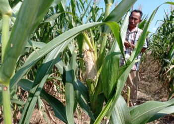 Mayat Pria Tua Ditemukan di Kebun Jagung