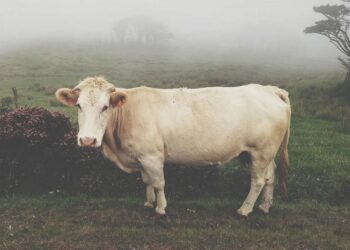 Pemprov Perketat Pengawasan Cegah Penularan PMK