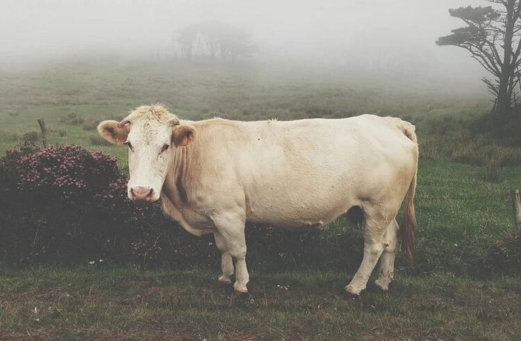 Pemprov Perketat Pengawasan Cegah Penularan PMK