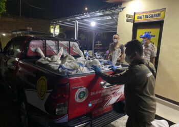 daging celeng ilegal