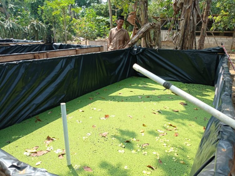 Azolla Alternatif Pakan Ikan dan Unggas. Lampung Post / Febi Herumanika
