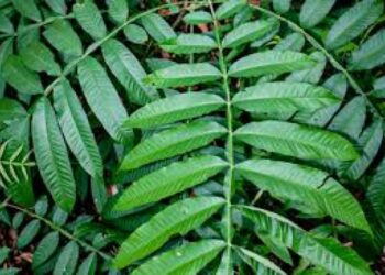 Daun sungkai. Ilustrasi