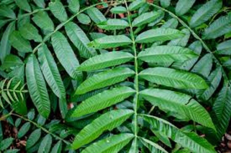 Daun sungkai. Ilustrasi