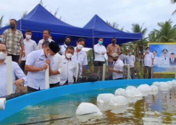 Bangka Tengah menuju sentra udang vaname.
Foto : Antara