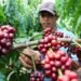 Permintaan Kopi Dunia Meningkat