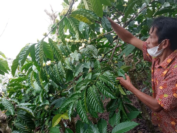 Sugeng Widodo petani kopi di Dusun Ngarip Induk, Kecamatan Ulubelu, Kabupaten Tanggamus, Lampung saat melihat tanaman kopi, Sabtu 7 Agustus 2021. (Lampung Post/ Dian Wahyu Kusuma)