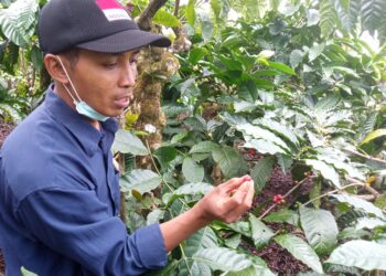 Petani Milenial Percepat Reformasi Pertanian