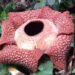 Unik, Rafflesia arnoldii berkelopak 7 mekar di Bengkulu Tengah.  Foto : Antara 