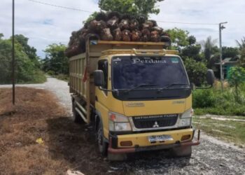 Tindak Tegas Perusahaan Sawit Nakal
