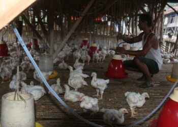 Peternak ayam potong memberi pakan ternaknya di Desa Sabahbalau, Kecamatan Tanjungbintang, Lampung Selatan, Kamis (30/9). (LAMPUNG POST/SUKISNO)