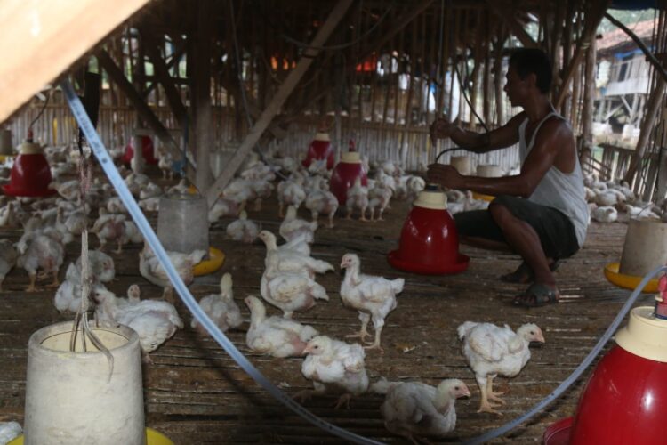 Peternak ayam potong memberi pakan ternaknya di Desa Sabahbalau, Kecamatan Tanjungbintang, Lampung Selatan, Kamis (30/9). (LAMPUNG POST/SUKISNO)