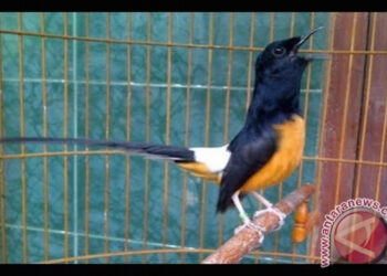 (dok. Antaranews.com)