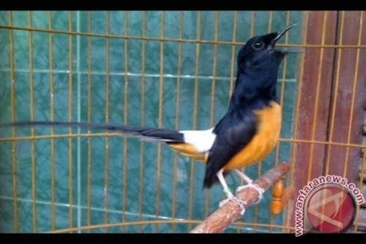 (dok. Antaranews.com)