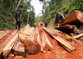Dua Penyelundup Kayu Sonokeling Berhasil Kabur