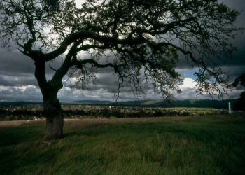 Bekas Kantor Koperasi Jadi Ruang Terbuka