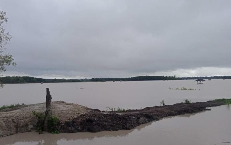 tanaman padi terendam banjir