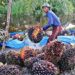 Produksi Kelapa Sawit Ditarget Terus Meningkat