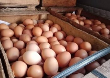Pasokan Telur Ayam Melimpah