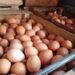 Pasokan Telur Ayam Melimpah