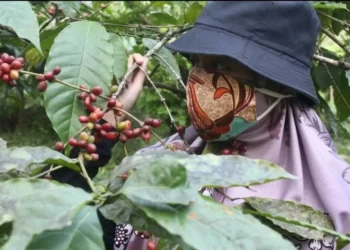 Biayai Sekolah Dari Usaha Kopi